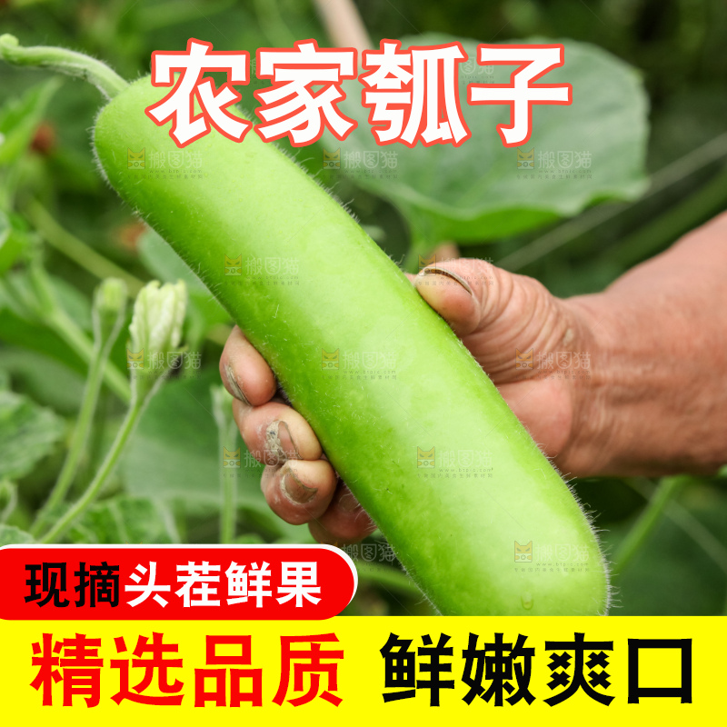 藤上的瓠子