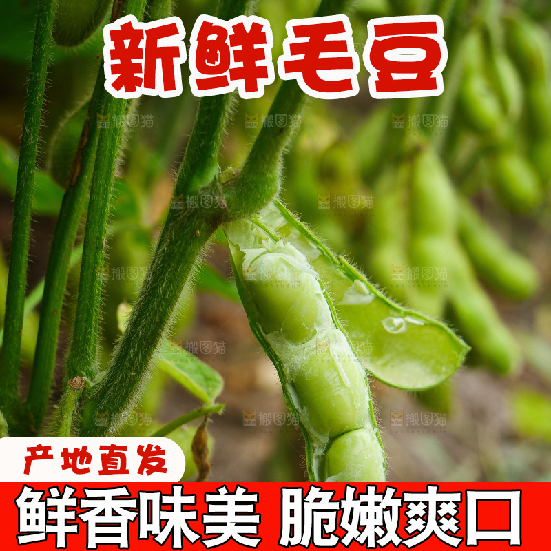 大片毛豆产地