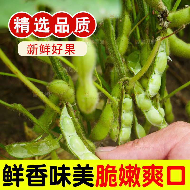 大片毛豆产地