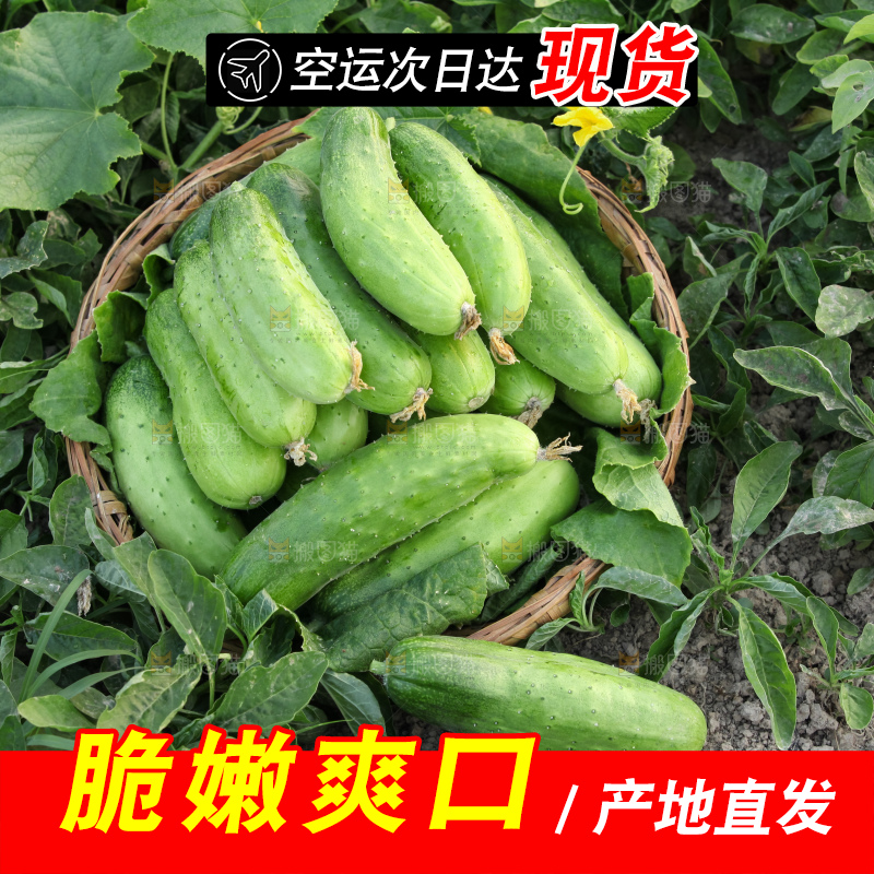 手里拿着刺黄瓜