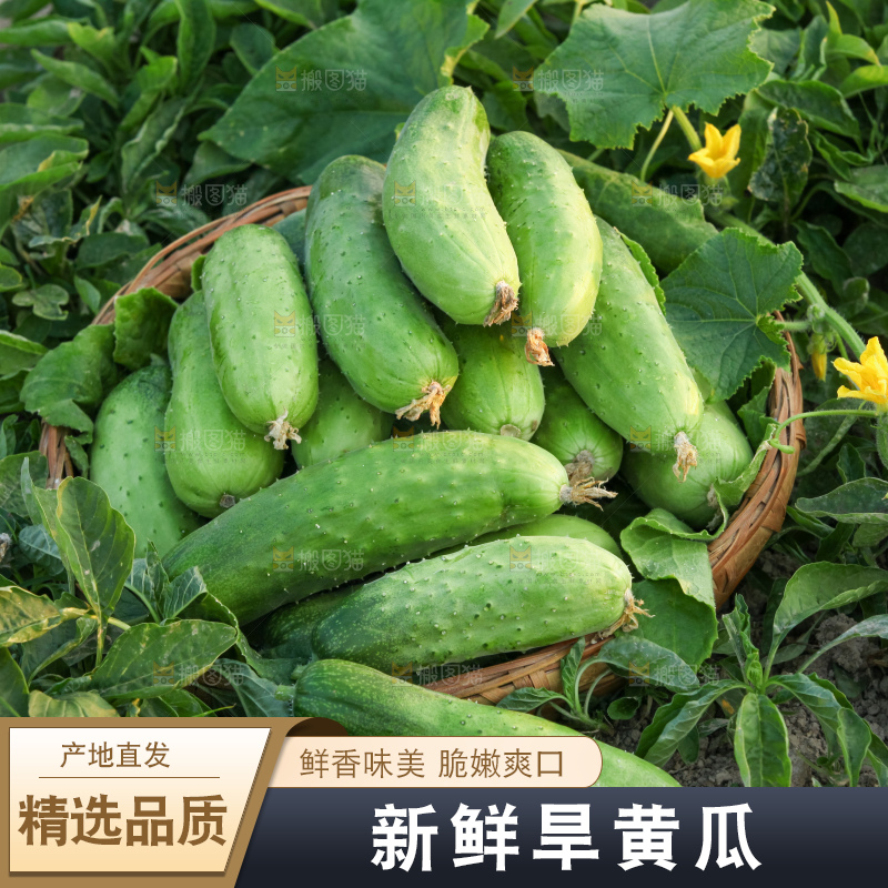 手里拿着刺黄瓜