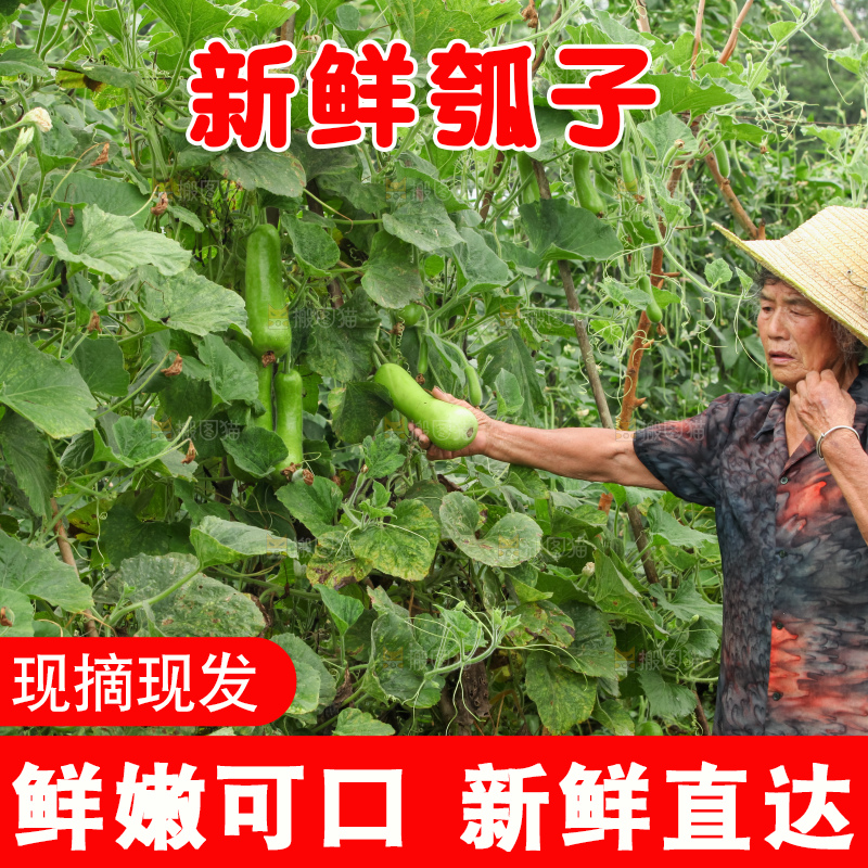 藤上的瓠子