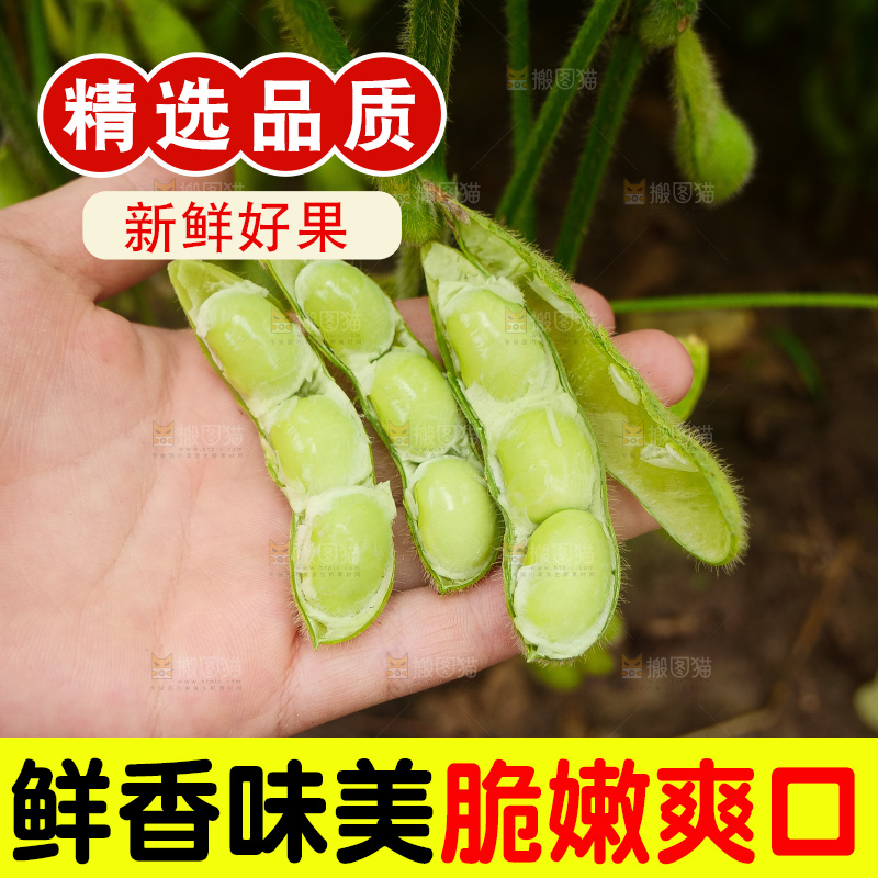 手里拿着现摘毛豆