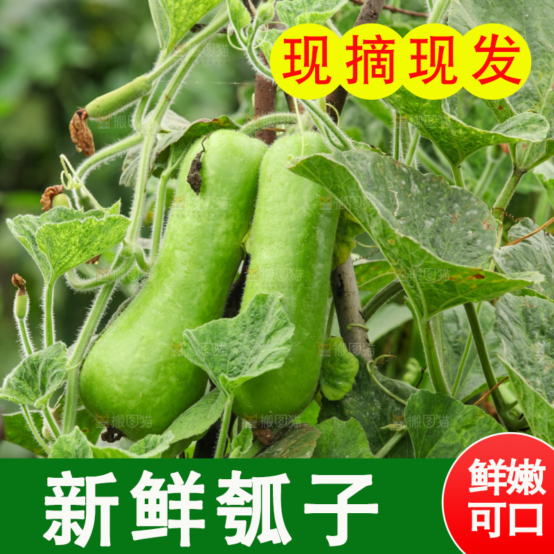 藤上的瓠子