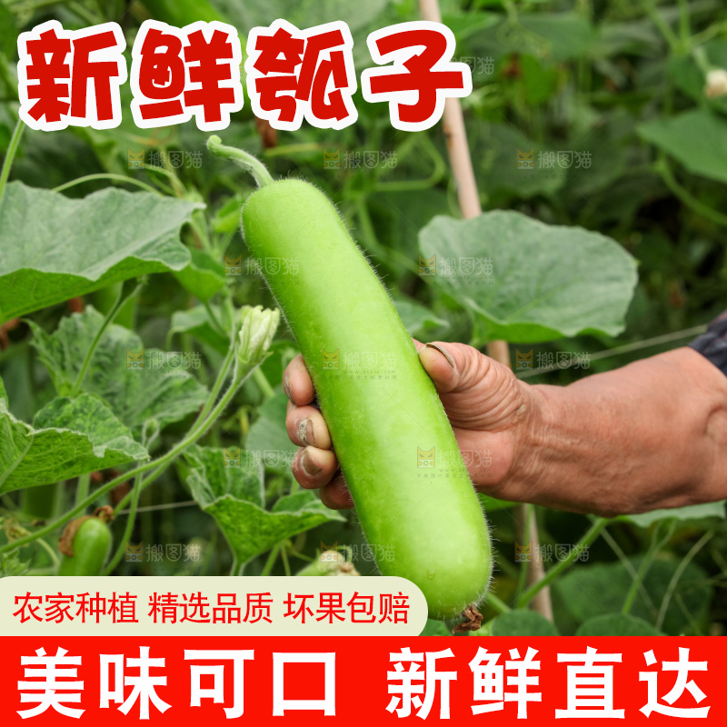 藤上的瓠子