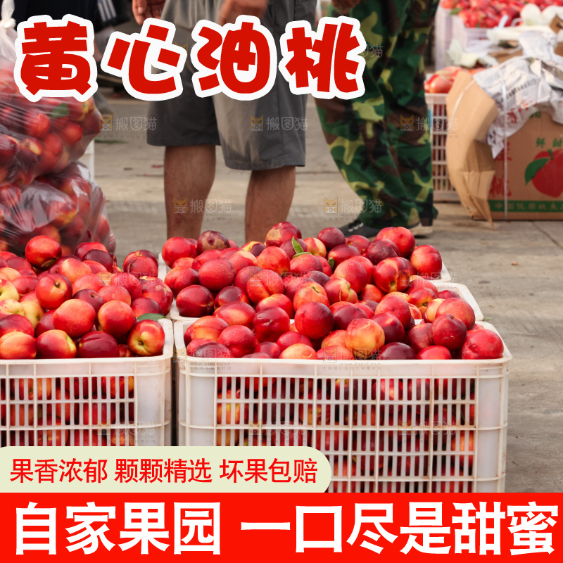 现摘的新鲜黄心油桃