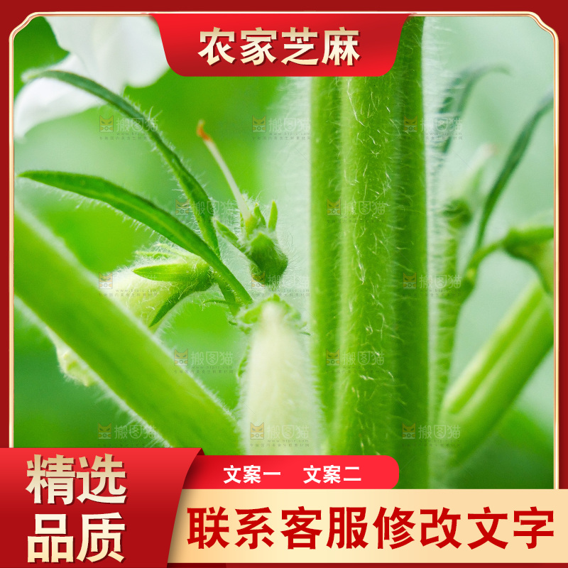 大片芝麻产地