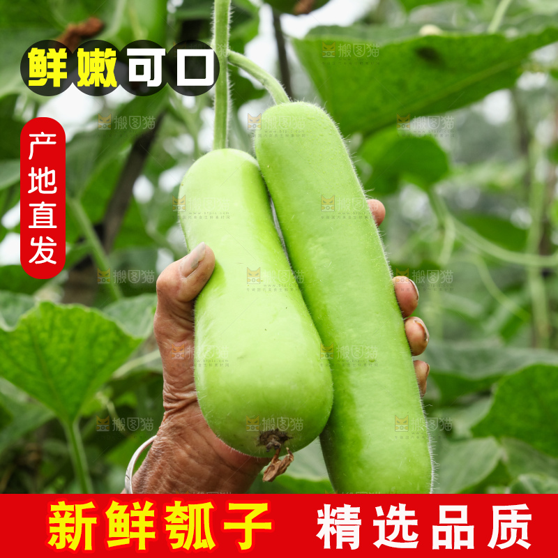 藤上的瓠子