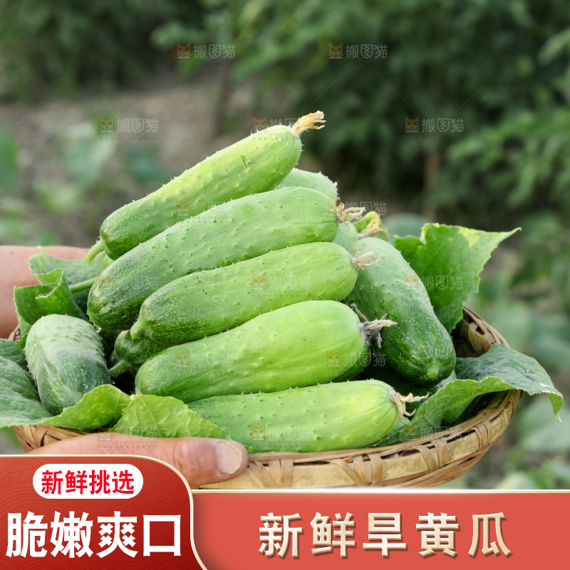 手里拿着刺黄瓜
