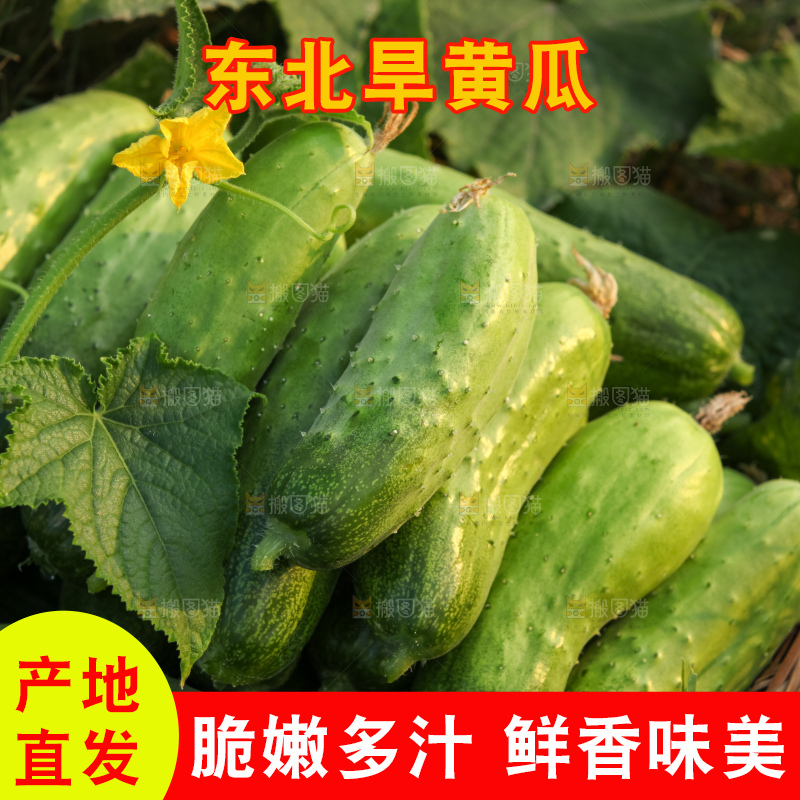 手里拿着刺黄瓜