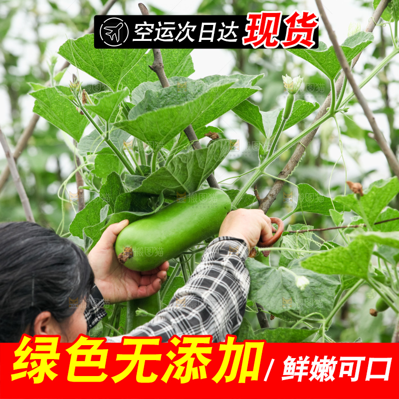 藤上的瓠子