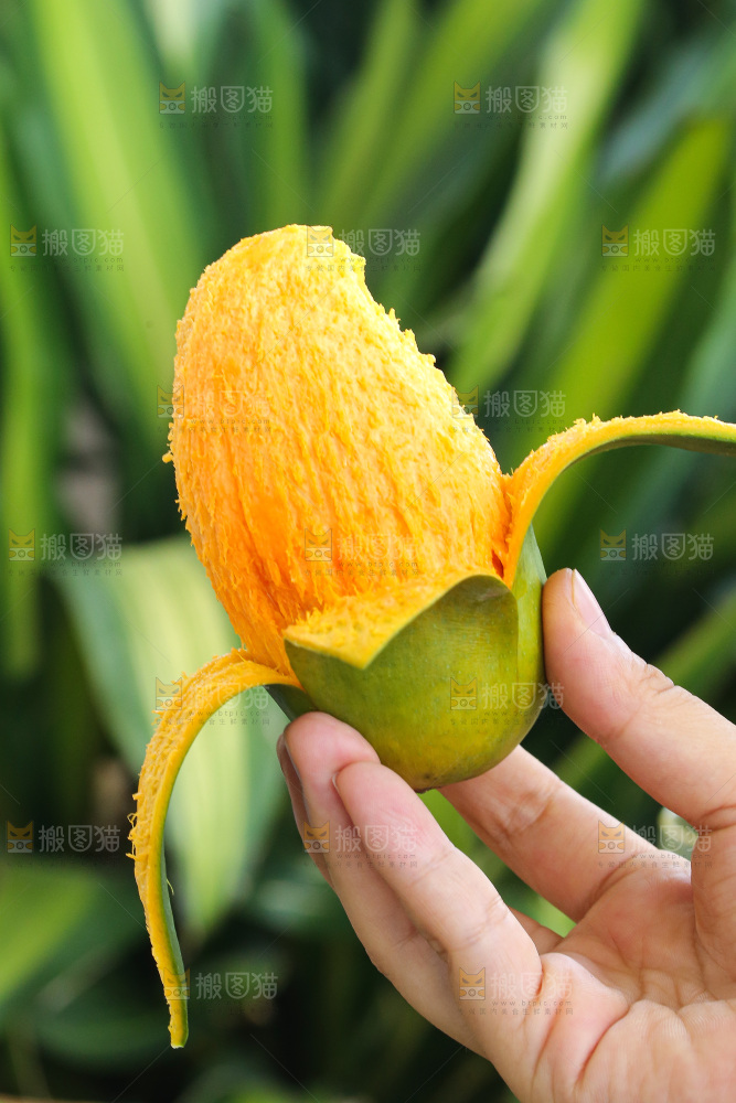 手里拿着椰香芒