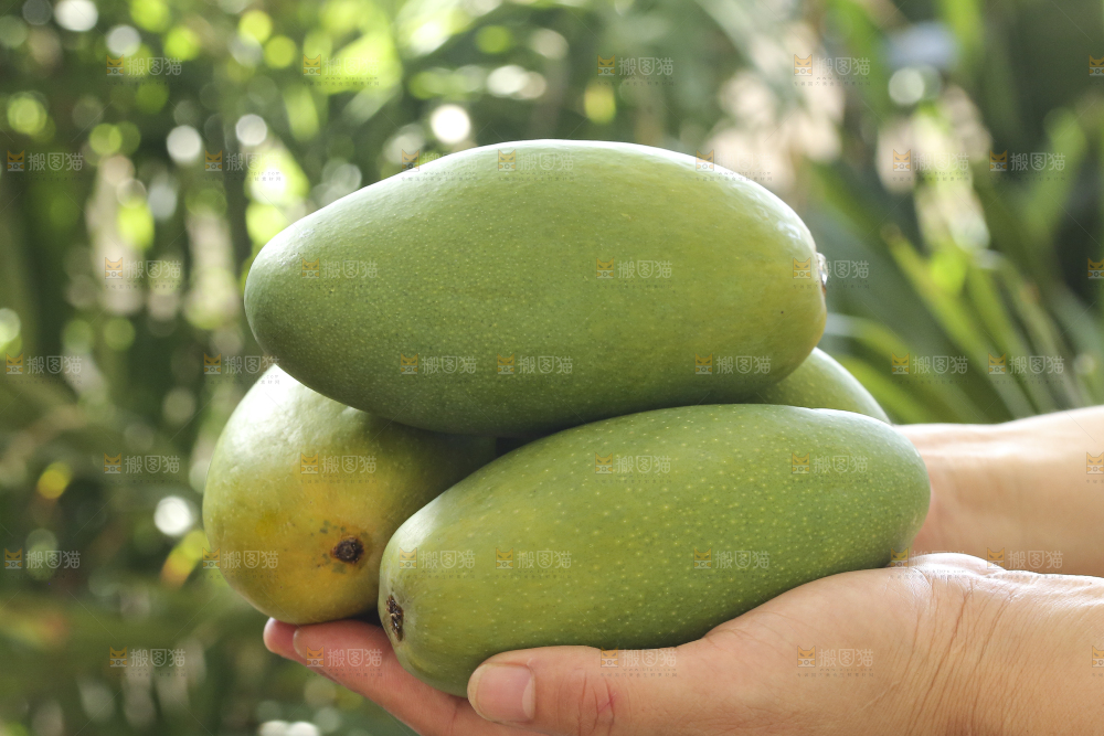 手里拿着椰香芒