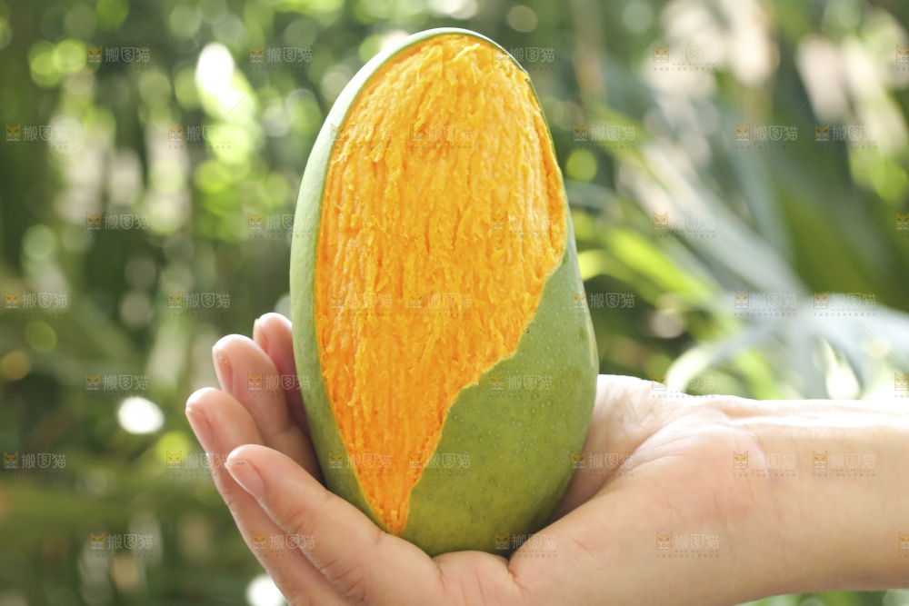 手里拿着椰香芒