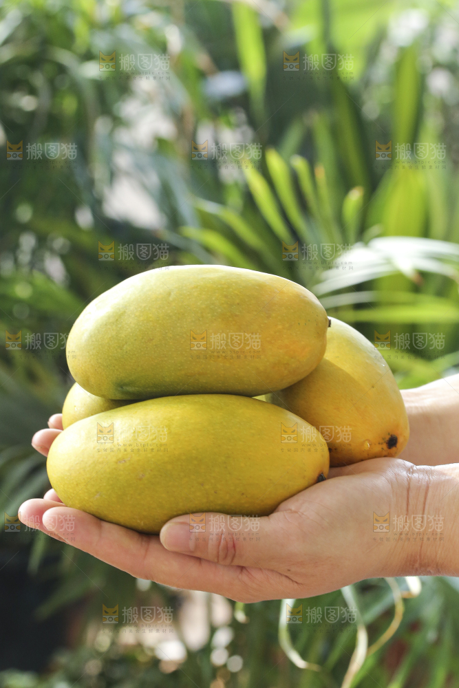手里拿着椰香芒