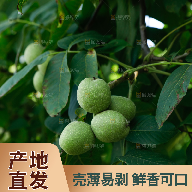 树上的新鲜青核桃