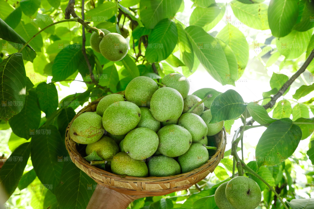 手里拿着青核桃
