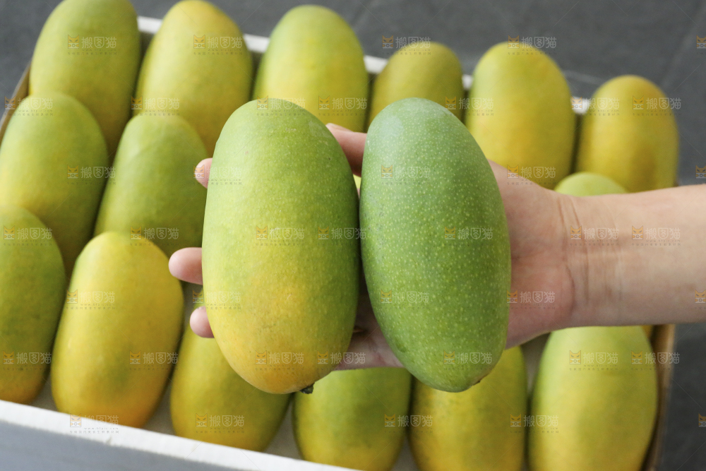 深底上的椰香芒