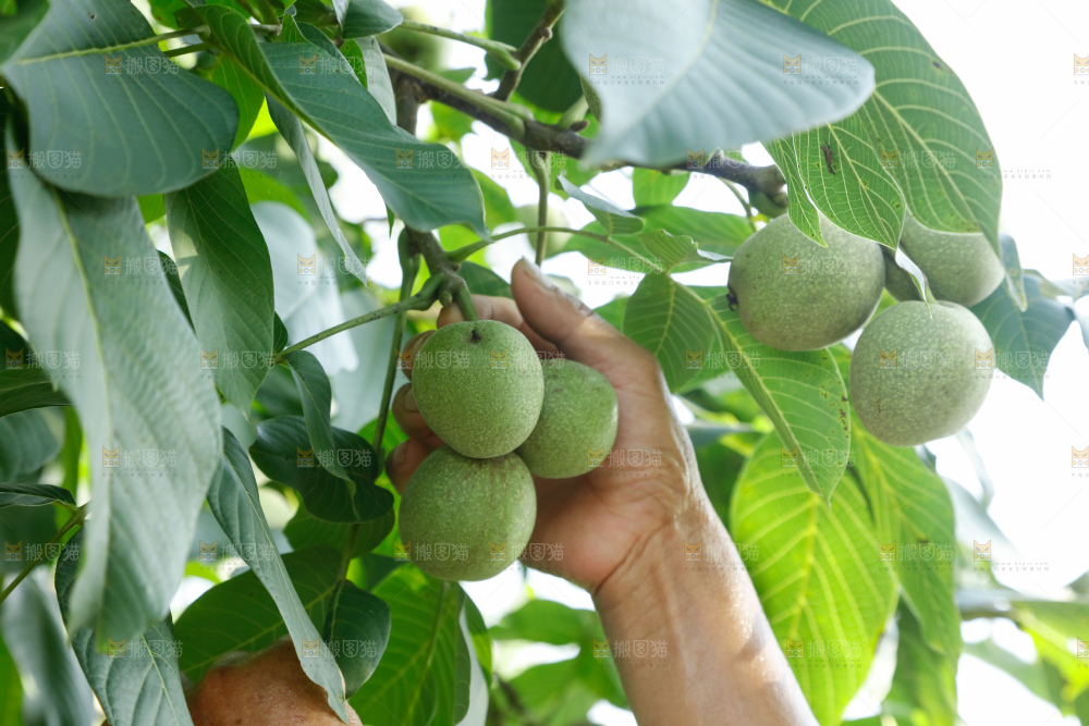 手里拿着青核桃