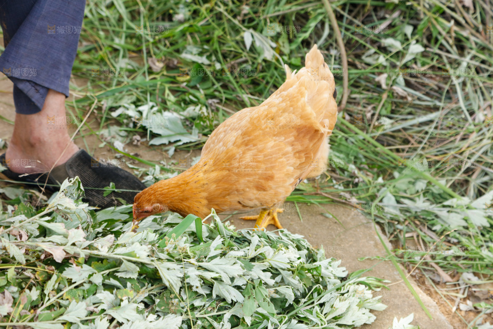 地上放着新鲜土鸡蛋