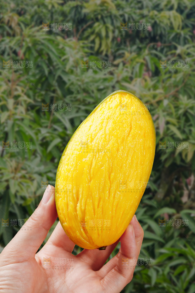 深底上的贵妃芒