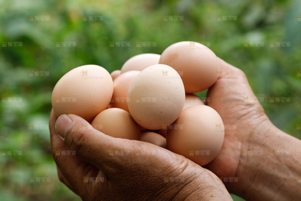 地上放着新鲜土鸡蛋
