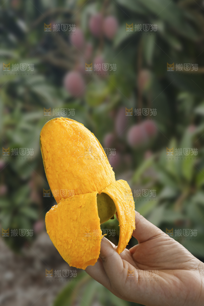 手里拿着椰香芒