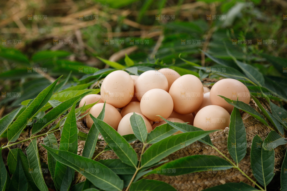 地上放着新鲜土鸡蛋