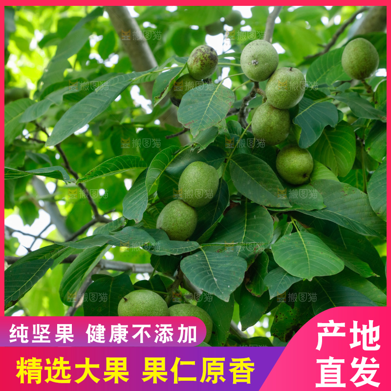 树上的新鲜青核桃
