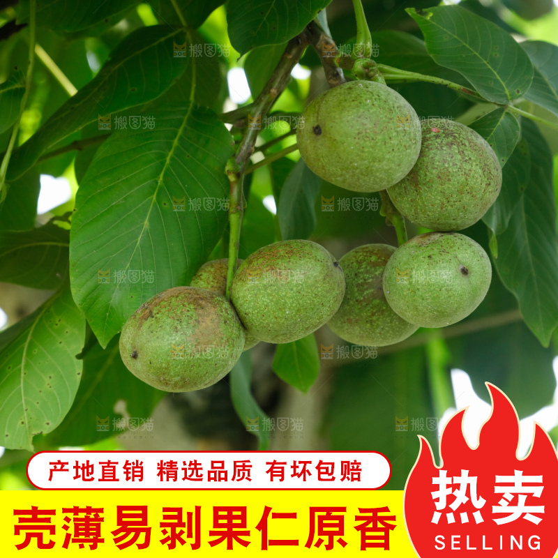 树上的新鲜青核桃