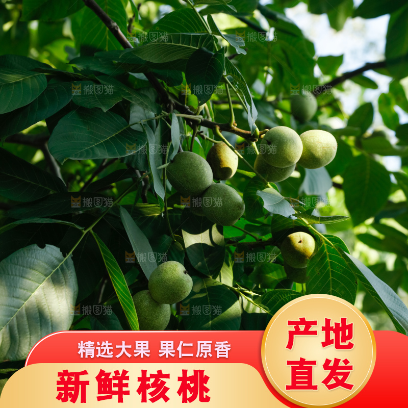 树上的新鲜青核桃