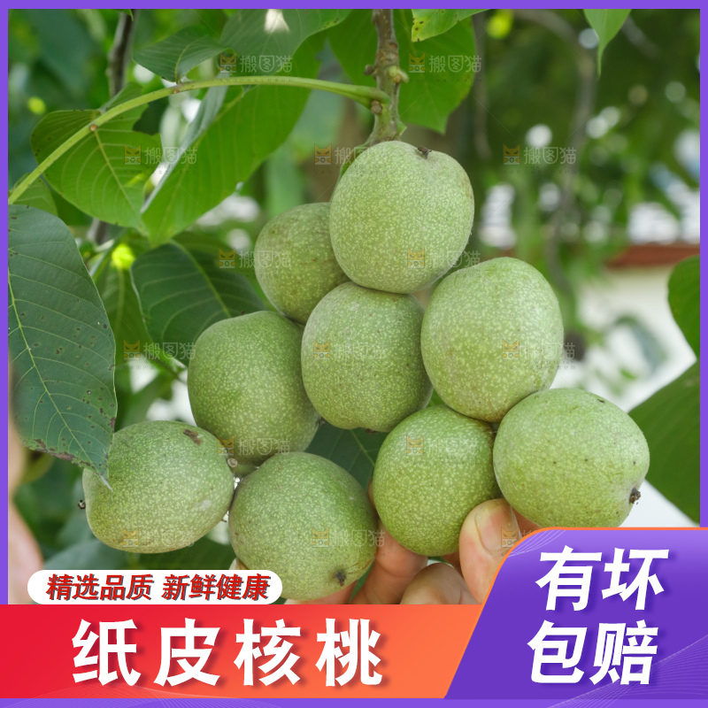 手里拿着青核桃