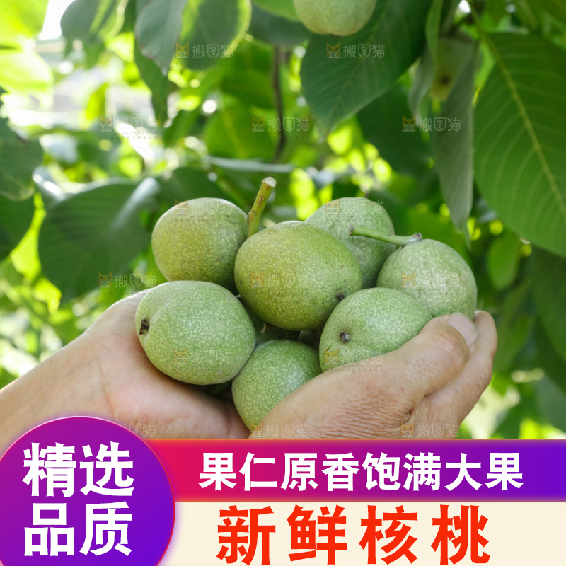 手里拿着青核桃