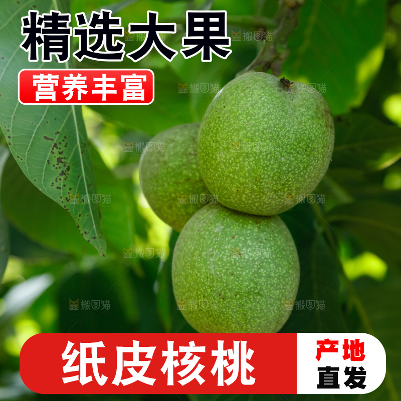 树上的新鲜青核桃