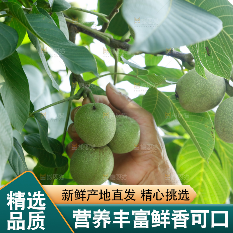 手里拿着青核桃