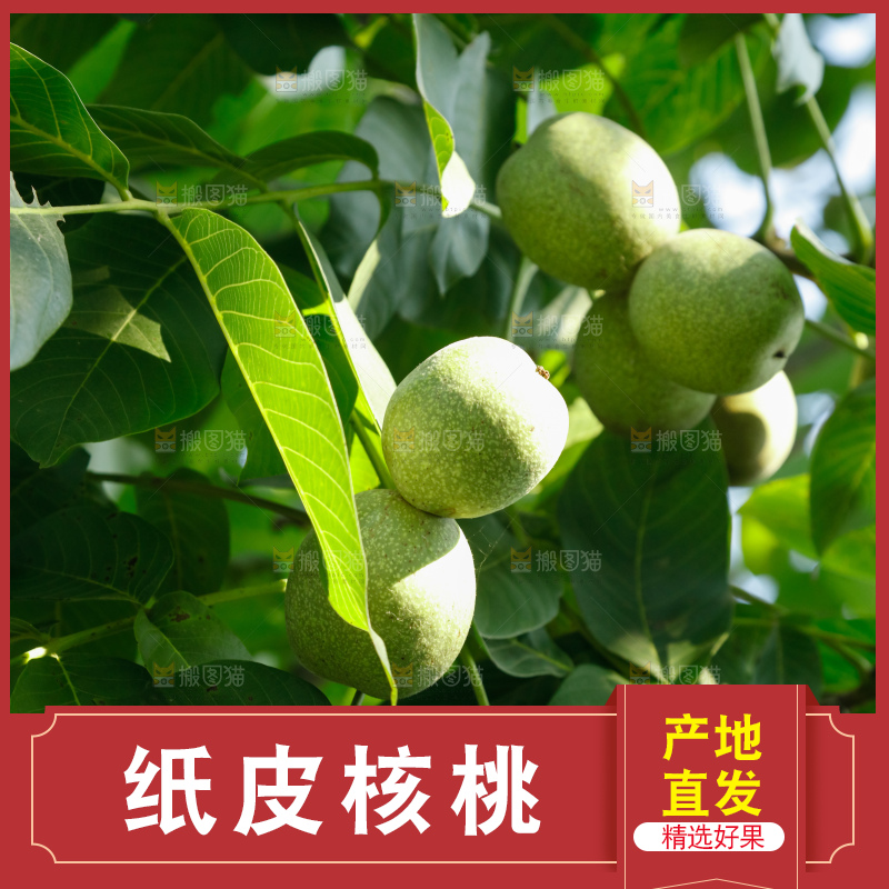 树上的新鲜青核桃