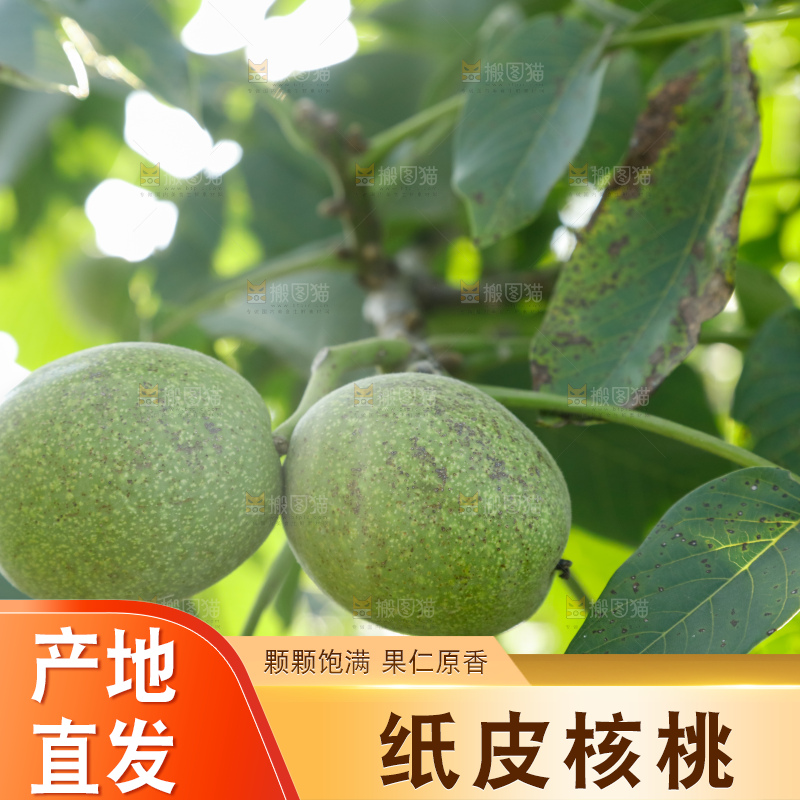 树上的新鲜青核桃