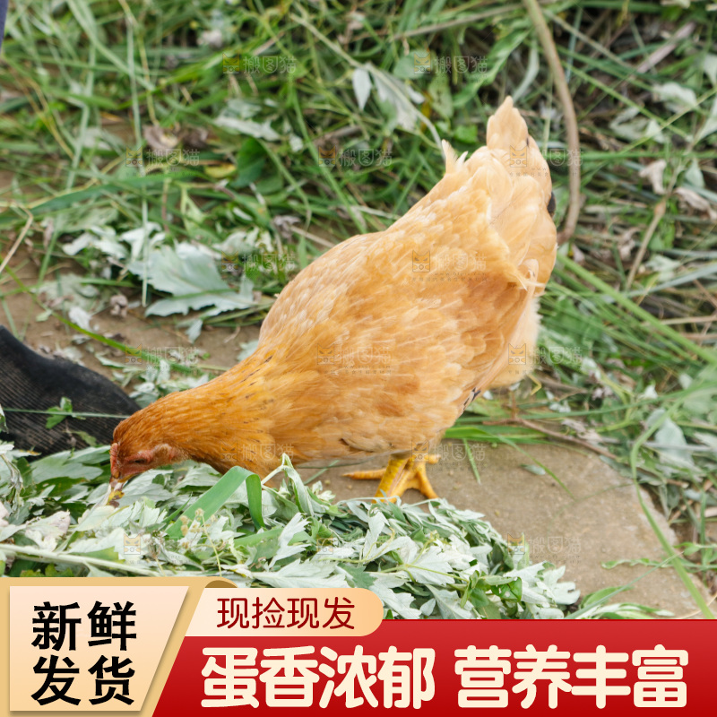 地上放着新鲜土鸡蛋