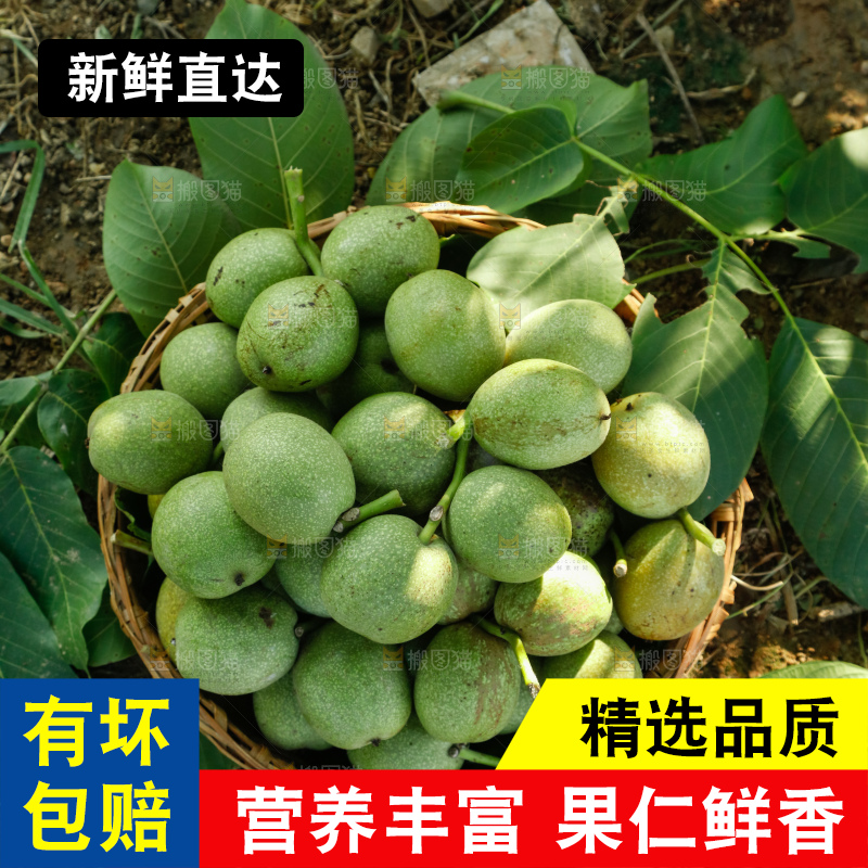 树上的新鲜青核桃