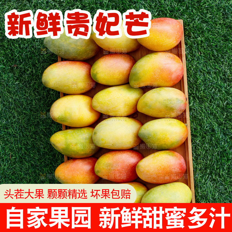 深底上的贵妃芒