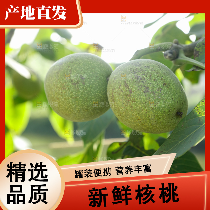 树上的新鲜青核桃