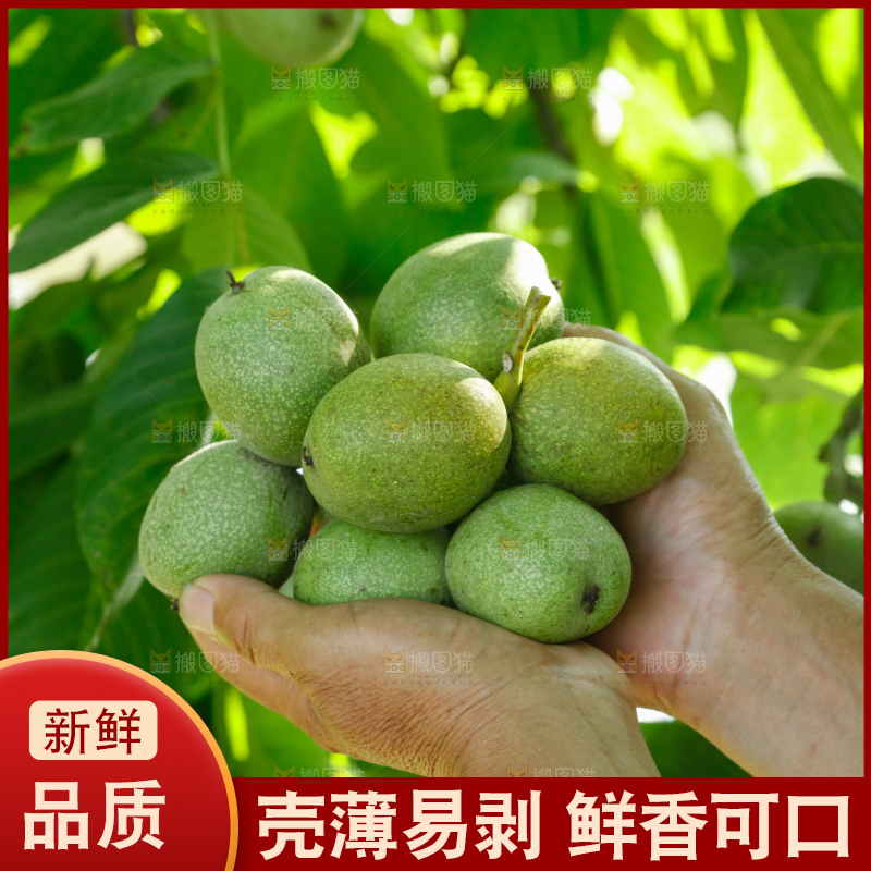 手里拿着青核桃