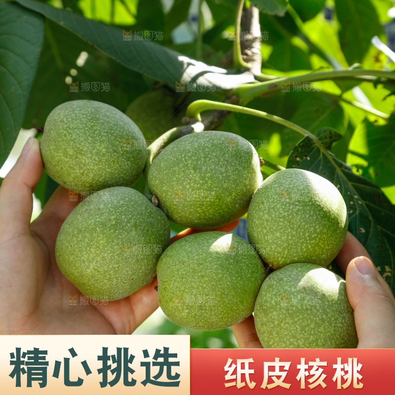 手里拿着青核桃