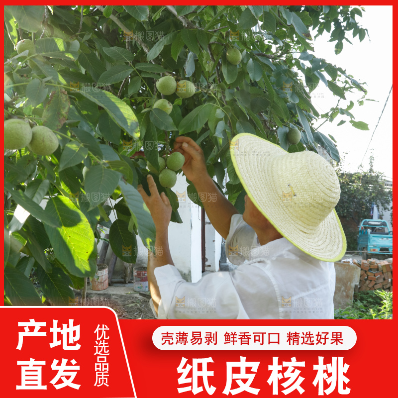 手里拿着青核桃