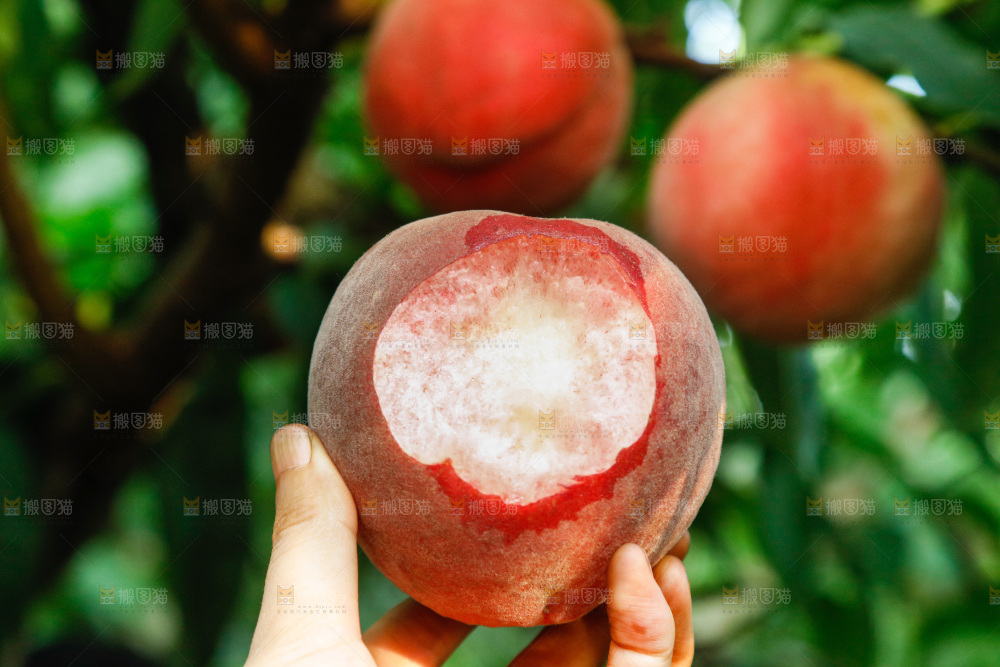 手里拿着苹果桃