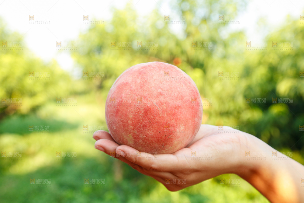 手里拿着苹果桃