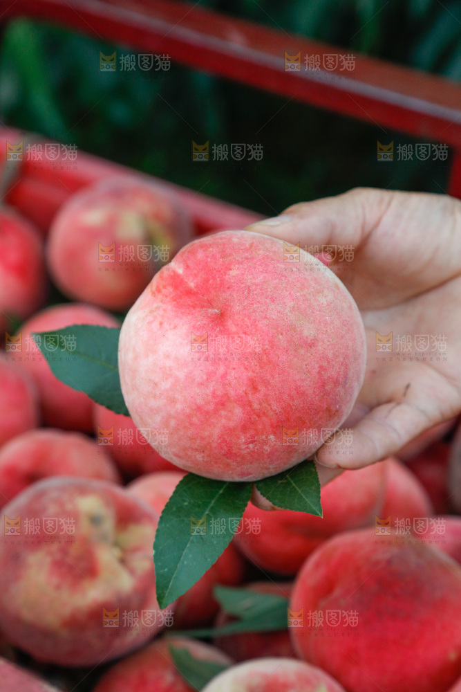 手里拿着苹果桃