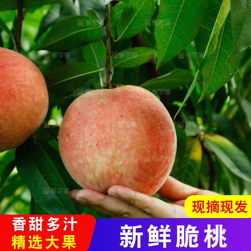 手里拿着苹果桃