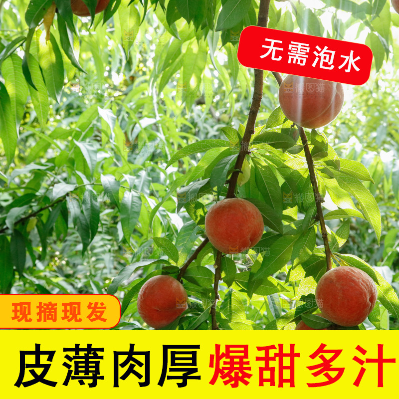树上的新鲜脆桃