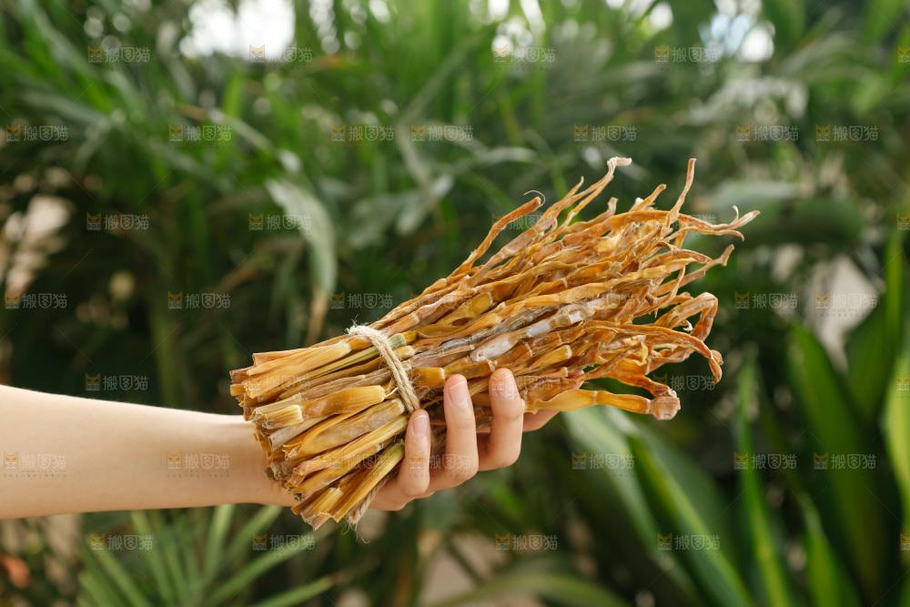 手里拿着小笋干